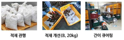 토란 열풍큐어링 시 작업과정(1차 처리)