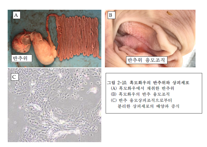 흑모화우의 반추위와 상피세포 (A) 흑모화우에서 채취한 반추위 (B) 흑모화우의 반추 융모조직 (C) 반추 융모상피조직으로부터 분리한 상피세포의 배양과 증식
