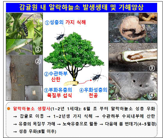 감귤원 내 알락하늘소 발생생태 및 가해양상