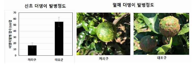 물리적 탈리 후 더뎅이 병 발병정도