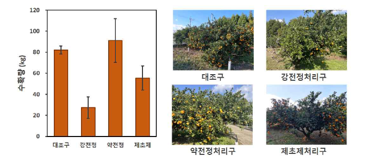 병든 잎 제거한 나무의 수확량