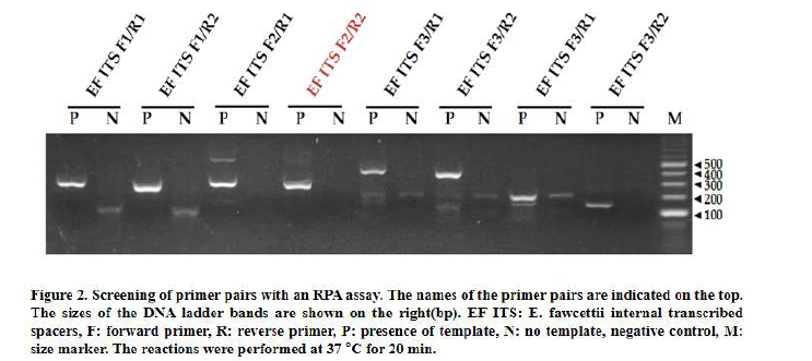 더뎅이 병원균 유전자 증폭용 프라이머 선발용 RPA분석 P; 양성대조군, N; 음성대조군, M; 사이즈마커