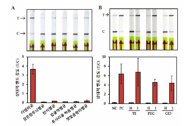 더뎅이 RPA-CRISPR/Cas12a-LFA 검정법의 특이성(A)과 간단 핵산추출법을 이용한 감귤 더뎅이병 진단(B)