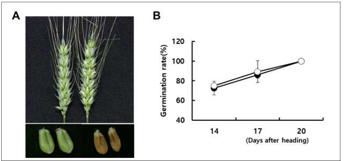 출수 14일, 17일, 20일 후 수확했을 때 조경과 백강의 발아율. A. 수확 및 건조된 종자. B. 수확일에 따른 발아율. White circle: Jokyoung. Black circle: Baekkang