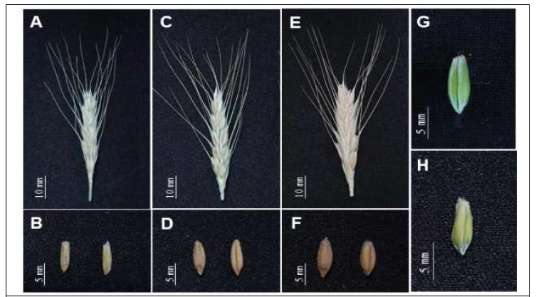 출수 후 14일 (A, B), 17일 (C, D, G, H), 21일(E, F)에 수확한 이삭 및 종자. G. 종자 건조 전 모습. H. 이삭에서 탈곡하여 35℃에서 3일 건조 후. A, B, C, D, E, F. 이삭 채로 35℃에서 3일 건조 후 탈곡한 종자