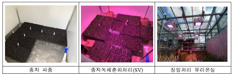 호주 퀸즐랜드대학에서 SV+SB를 이용한 NAM 집단 육성 모습