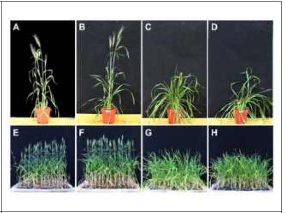 Speed breeding 조건에서 파종 55일 후 출수기 비교. A, E. 조경. B, F. 백강, C, G. 금강. D, H. 중모2008