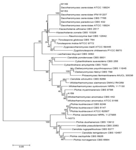 Phylogenetic tree showing the relationships of selected yeasts based on ITSⅠ-5.8S-ITSⅡ sequences