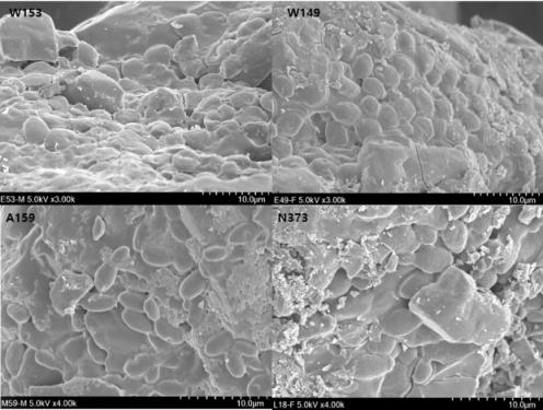 Images of air-blast dried yeast cells observed by a scanning electron microscope (SEM) at × 4,000 magnification. All samples were prepared by optimal protectant and rehydration solution conditions revealed by present study. W153, Saccharomyces cerevisiae W153; W149, Saccharomyces cerevisiae W149; A159,Wickerhamomyces anomalus A159; N373, Pichia kudriavzevii N373
