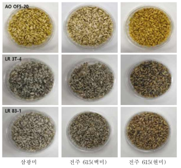 곰팡이 종균으로 제조한 9종의 쌀누룩
