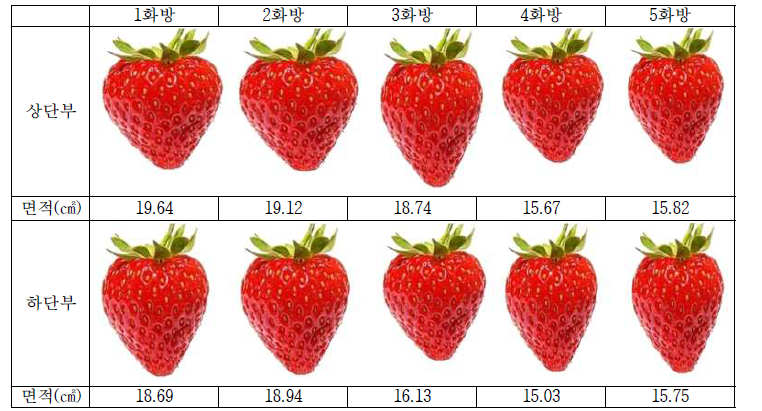 스마트팜 딸기 2단 재배 상하단부 화방별 과일형태 및 크기 비교