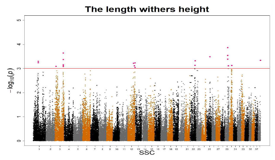 The length withers height Manhattan plot