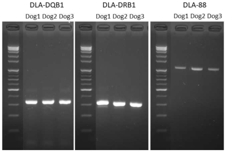 3개체 개 샘플의 DLA 유전자 PCR 결과