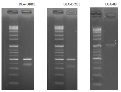 DLA 유전자 콜로니 PCR 결과