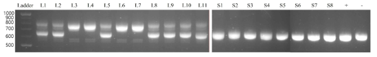 PCR 증폭을 통해 확인한 장·단모 삽살개 RSPO2 염기 삽입 돌연변이