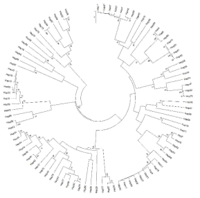 RSPO2 3’말단 반수체 유전자형의 계통수 그래프