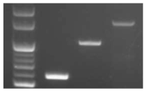 토종견 유해 유전자 PCR 타이핑 결과. 왼쪽부터 차례로 SLC2A9, NECAP1, BTBD17