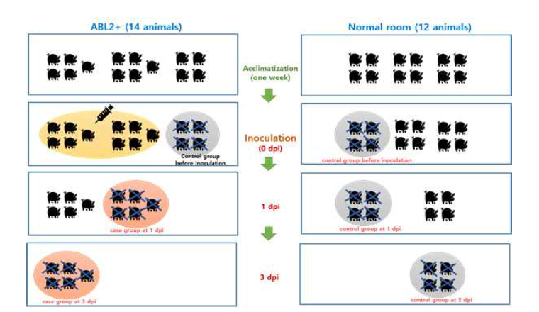 아프리카돼지열병(ASF) 감염실험(1, 3일차) 수행 모식도