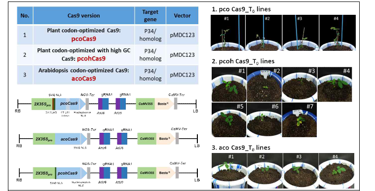 Cas9 종류별 유전자교정 벡터 및 콩 형질전환체 제조