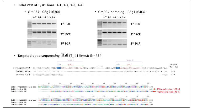 T1 식물체의 InDel PCR 및 targeted deep sequencing 검정