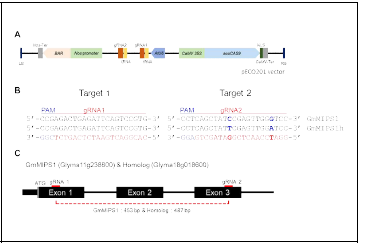 MIPS1 유전자교정 벡터 제조