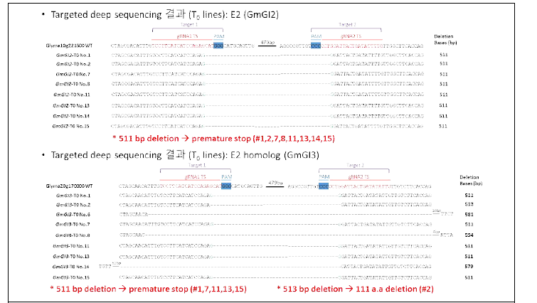 T0 식물체의 targeted deep sequencing 검정