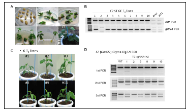 E2 단일 유전자교정 T0 식물체 제조 및 PCR 검정