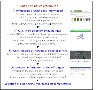 고효율 gRNA 선발시스템 구축