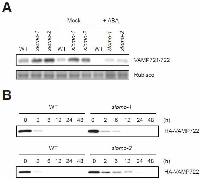 slomo 돌연변이체 추출물에 의한 in vitro system에서의 VAMP721/722 단백질 분해 저해. (A) slomo 돌연변이체에서 ABA 처리에 의한 VAMP721/722 단백질 분해가 야생형(WT)보다 저해됨. (B) 10 μM ABA를 처리한 해당 식물체 추출물에 의한 VAMP722 단백질 분해. slomo-1 및 slomo-2 돌 연변이체 추출물에 의한 VAMP722 단백질 분해가 저해됨