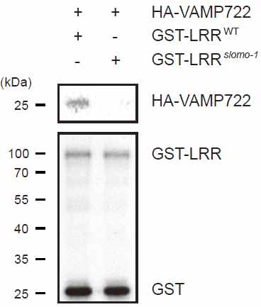 Slomo의 LRR 부위와 VAMP722의 결합. 대장균에서 순화한 단백질의 결합을 GST pull-down 기법으로 분석한 결과. 아미노산 하나가 치환된 돌연변이 Slomo-1은 더 이상 VAMP722와 결합하지 못함