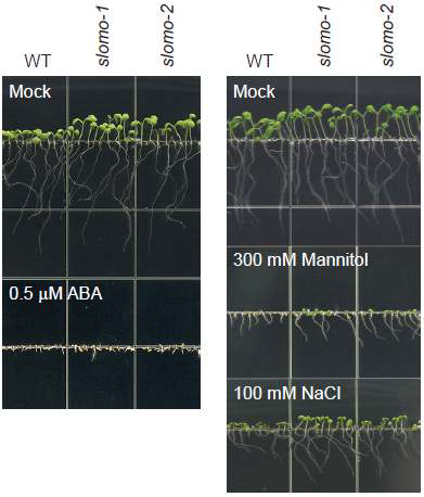 비생물학적 스트레스 저항성이 향상된 slomo 돌연변이체. VAMP721/722 단백질 분해가 저해된 slomo 돌연변이체는 ABA, mannitol, NaCl에 의한 비생물학적 스트레스 조건에서 야생형보다 성장이 증가함