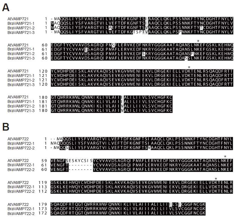 애기장대와 배추의 VAMP721/722. 애기장대의 AtVAMP721, AtVAMP722 아미노산 서열을 바탕으로 발표된 배추 genome을 탐색한 결과, 3개의 VAMP721 homologs (BraVAMP721-1, BraVAMP721-2, BraVAMP721-3)와 2개의 VAMP722 homologs (BraVAMP722-1, BraVAMP722-2)를 찾음. AtVAMP721/722의 ubiquitination 예상 아미노산 이 배추에서도 잘 보존되어 있음(*)