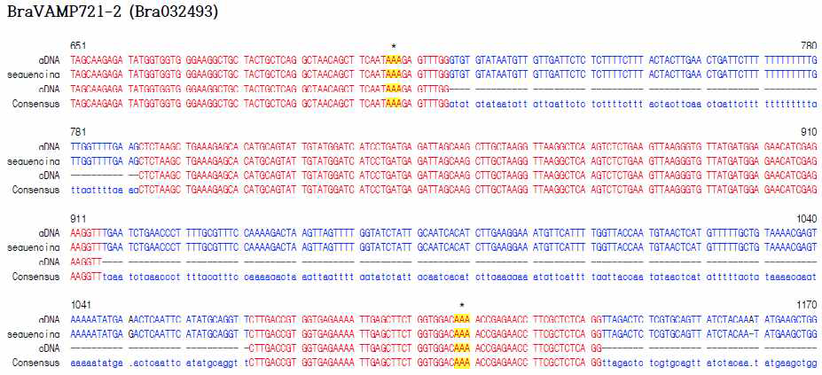 Chiifu의 BraVAMP721-2 DNA sequence. 유전자교정에 사용할 배추인 Chiifu accession에서 클로닝한 BraVAMP721-2 genomic DNA sequence. Ubiquitination 예상 아미노산을 coding하는 부위(*)의 DNA sequence가 발표된 DNA sequence와 같 음. gDNA, 발표된 DNA sequence; sequencing, 재배하는 배추에서 해당 유전자 sequencing 결과