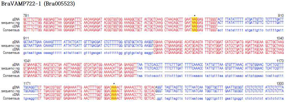 Chiifu의 BraVAMP722-1 DNA sequence. 유전자교정에 사용할 배추인 Chiifu accession에서 클로닝한 BraVAMP722-1 genomic DNA sequence. Ubiquitination 예상 아미노산을 coding하는 부위(*)의 DNA sequence가 발표된 DNA sequence와 같 음. gDNA, 발표된 DNA sequence; sequencing, 재배하는 배추에서 해당 유전자 sequencing 결과