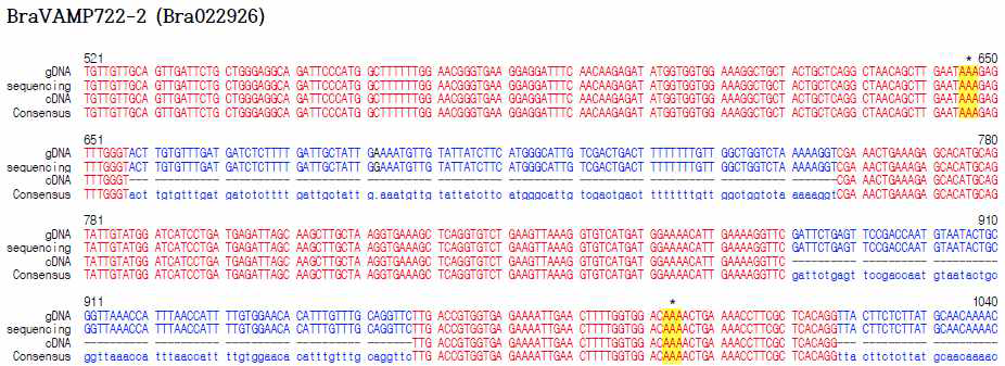 Chiifu의 BraVAMP722-2 DNA sequence. 유전자교정에 사용할 배추인 Chiifu accession에서 클로닝한 BraVAMP722-2 genomic DNA sequence. Ubiquitination 예상 아미노산을 coding하는 부위(*)의 DNA sequence가 발표된 DNA sequence와 같 음. gDNA, 발표된 DNA sequence; sequencing, 재배하는 배추에서 해당 유전자 sequencing 결과