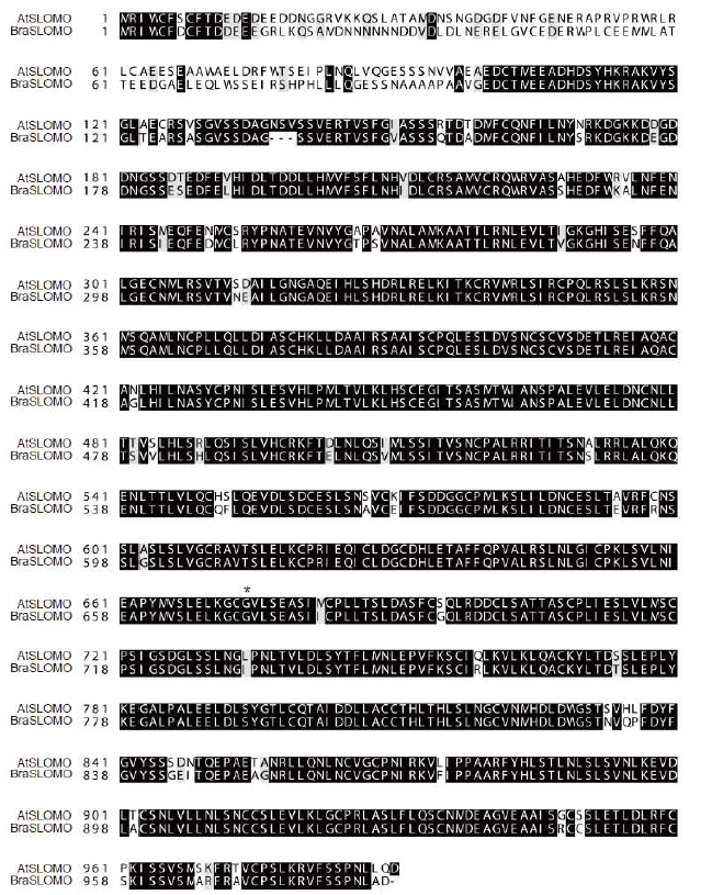애기장대와 배추의 Slomo. 애기장대의 AtSlomo 아미노산 서열을 바탕으로 발표된 배추 genome을 탐색한 결과, 1개의 가장 유사 한 Slomo homolog (BraSlomo)를 찾음. VAMP721/722와의 결합에 중요한 Gly이 배추에서도 잘 보존 되어 있음(*)