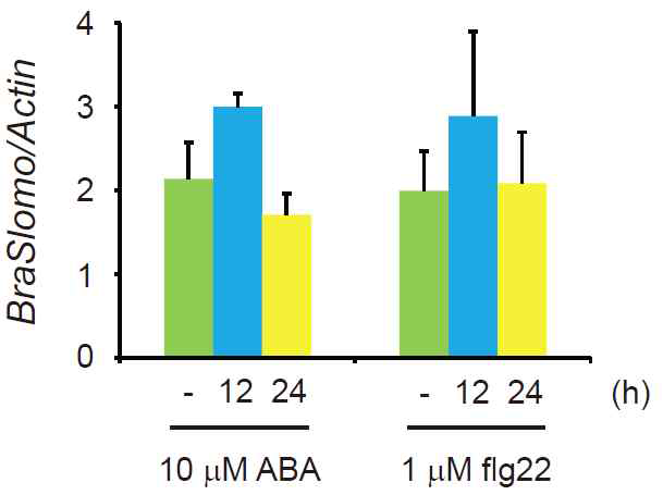 휘모리 배추에서 생물학적 스트레스에 대한 BraSlomo 유전자 발현. 액체 배지에서 1주일 동안 재배한 휘모리 배추에 1 uM flg22 또는 10 uM ABA를 처리한 후, realtime RT-PCR로 전사체 수준을 분석한 결과