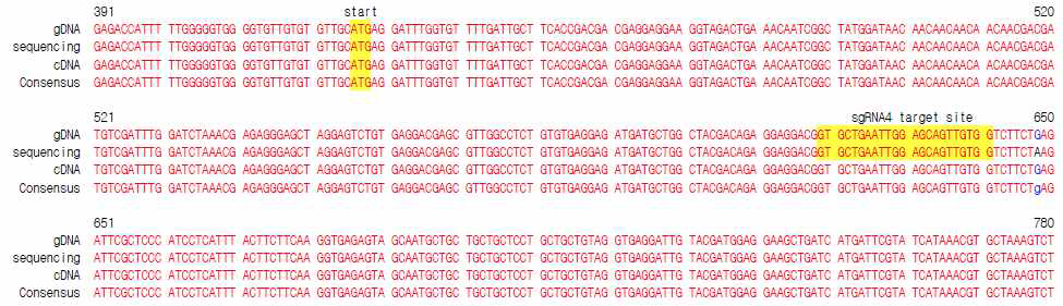 F—box 앞부위에 해당하는 보고된 배추 Slomo DNA sequence와 Chiifu 배추에서 추출한 Slomo DNA sequence의 비교. 하나의 nucleotide를 제외하고는 모두 일치함을 확인하였음
