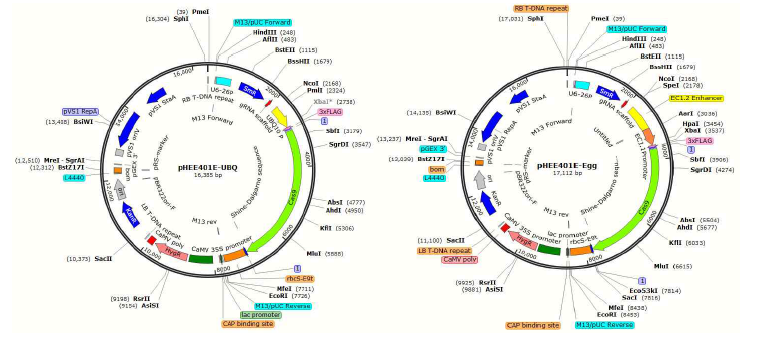 CRISPR/Cas9 vectors used on this study. pHEE401E-UBQ and pHEE401E-Egg