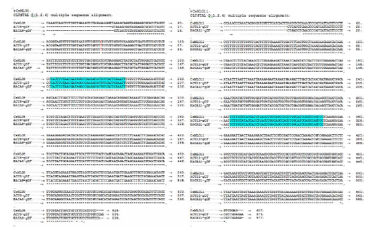 Sequence alignment results of the BACA, Acu-731 and Chinese long CsMLO8, CsMLO11 sequences. colored area is the sgRNA target region