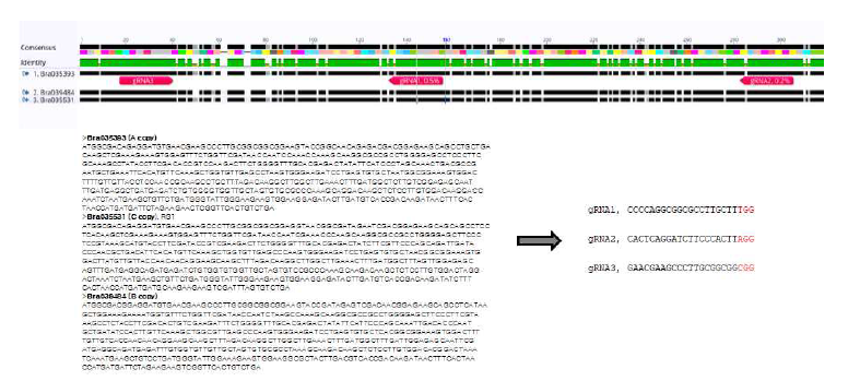 3개의 eIF(iso)4E 유전자를 동시에 targeting할 수 있는 guide RNA 선정