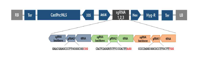 Multiple guide RNA expression system을 적용한 eIF(iso)4E 벡터 모식도