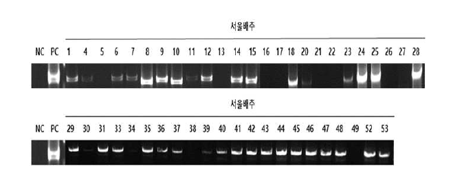 서울배추 이용 eIF(iso)4E 유전자 형질전환 식물체 PCR 분석