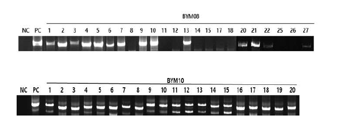 배추계통 이용 eIF(iso)4E 유전자 형질전환 식물체 PCR 분석