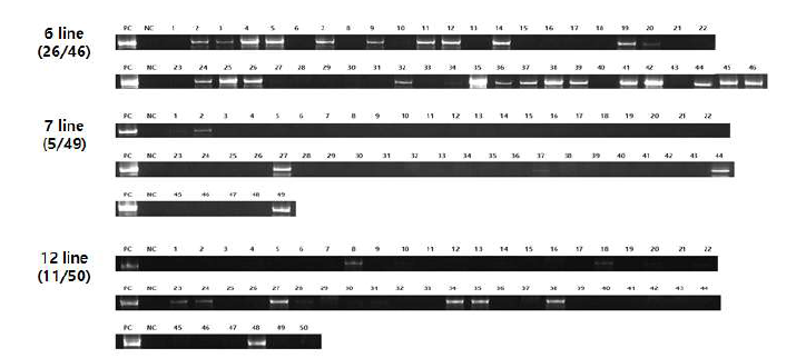 서울배추 이용 6, 7, 12 line의 PCR 분석