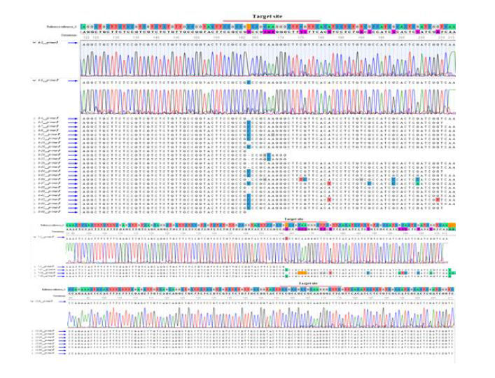 서울배추 이용 eIF(iso)4E 유전자교정 T1 식물체 direct sequencing 분석