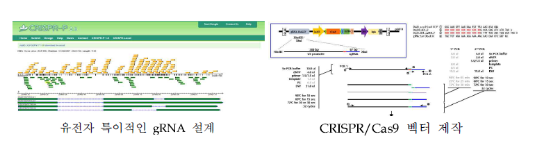 CRISPR/Cas9 벡터 제작과정