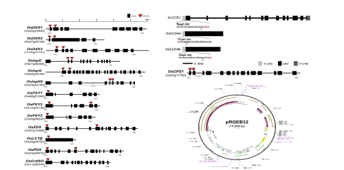 벼 주요 터펜대사 5개 경로 목적 유전자에 대한 가이드 RNA(gRNA) 디자인 및 유전자 교정용 운반체구축