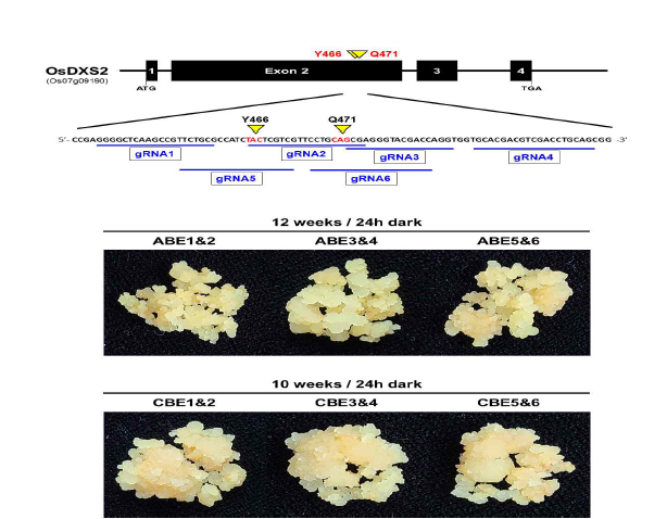 기능성 벼 터펜 대사 단위기질(IPP/DMAPP) 공급 기작 최상위 율속단계 DXS 효소활성 증진을 보이는 golden-SNP 영역 부근의 gRNA 디자인, 운반체 제작 및 형질전환체 제작