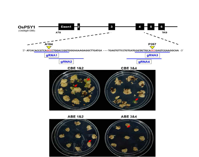 기능성 벼 천연색소 카로티노이드 대사 최상위 율속단계 PSY 효소활성 증진을 보이는 golden-SNP 영역 부근의 gRNA 디자인, 운반체 제작 및 형질전환체 제작